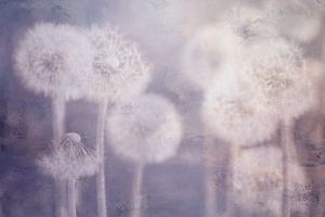 Pusteblume
