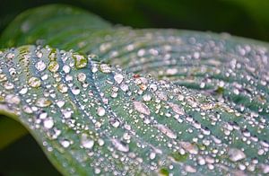 Gouttes sur une feuille de Hosta