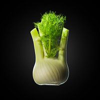 Fenchel auf schwarzem Hintergrund