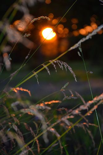 Fields of Gold