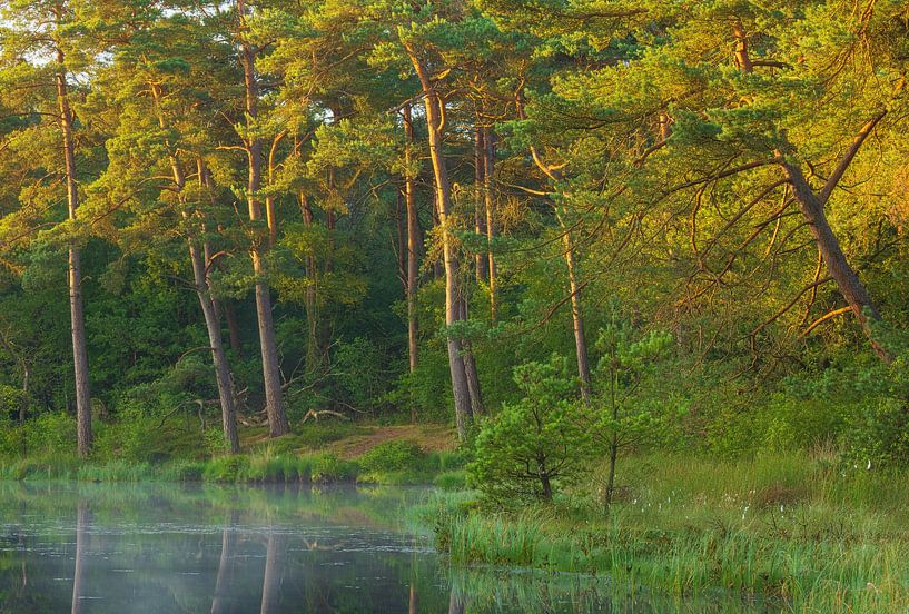 Sunrise Dwingelderveld (Spier) Drenthe - Netherlands by Marcel Kerdijk