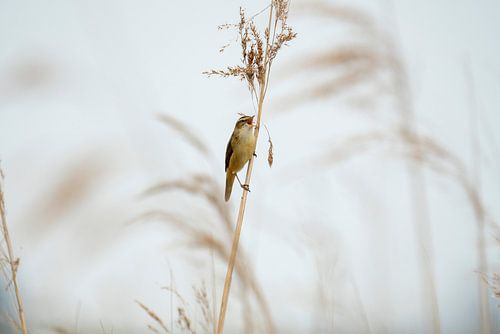 Reed warbler sings highest song