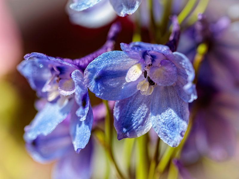 Blue Delphinium by Rob Boon