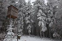 Viewpoint in the forest