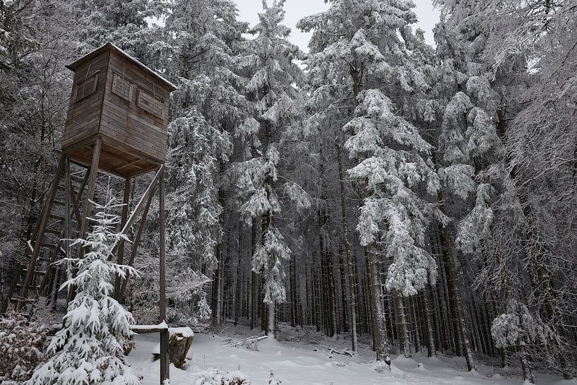 Viewpoint in the forest by Sylvia Remenyi-Kuiper