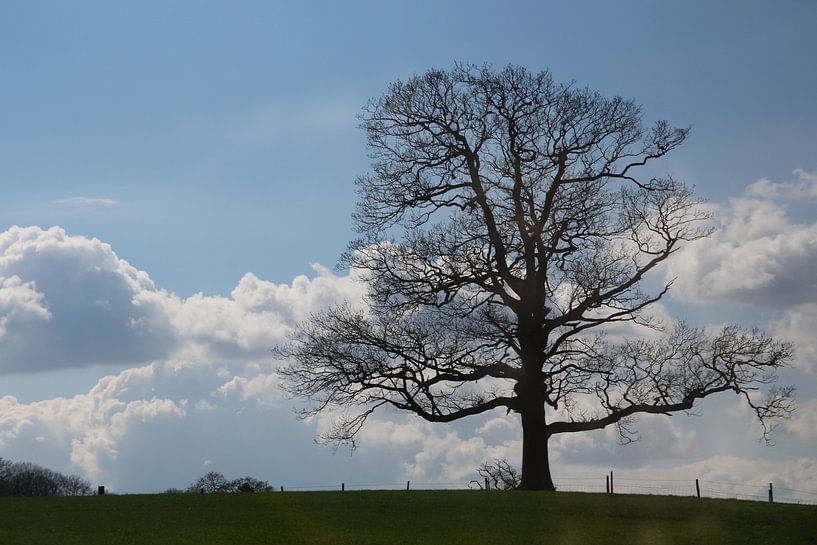 voorjaar par Tineke Roosen