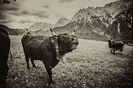 Cow in sepia by Fabian Roessler