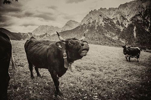 Cow in sepia