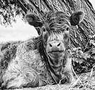 Schottischer Highlander in Schwarz-Weiß von Carina Meijer ÇaVa Fotografie Miniaturansicht