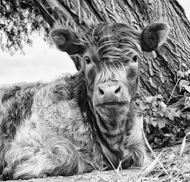 Le Highlander écossais en noir et blanc par Carina Meijer ÇaVa Fotografie