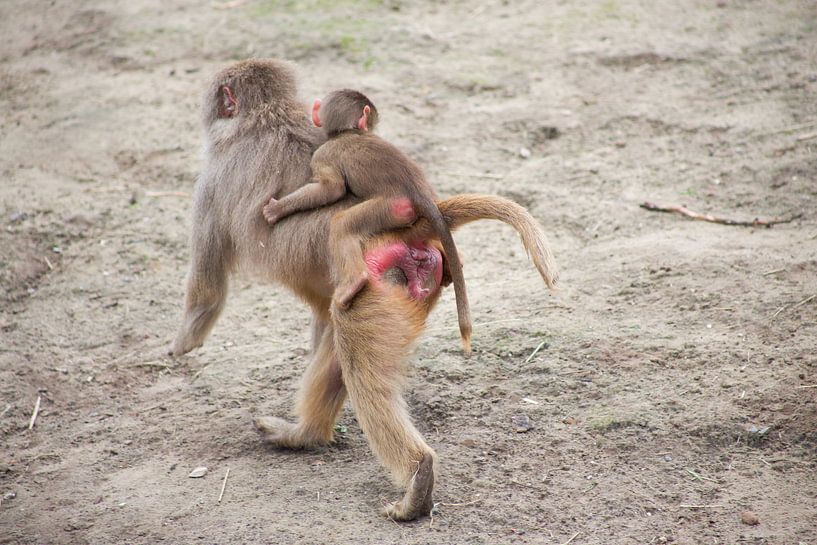mama aap met baby par marijke servaes