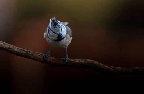 Mésange huppée