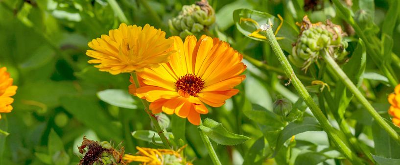 Marigold by Kirsten Warner