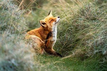 Scratching through the silence