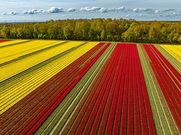 Tulpenveld in de lente van bovenaf gezien van Sjoerd van der Wal Fotografie