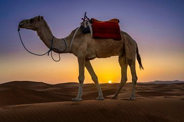Drommedaris bij zonsondergang in de Merzouga-woestijn van Rene Siebring