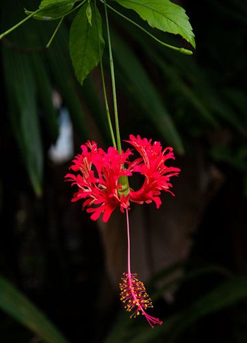 Hibiscus rouge