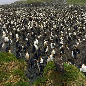 Subantarctic Skua on guard near colony of Royal Penguins by Beschermingswerk voor aan uw muur