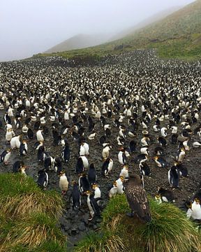 Subantarctic Skua op wacht bij een Royal Penguin kolonie van Beschermingswerk voor aan uw muur
