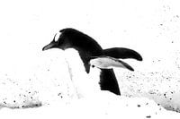 Gentoo penguin