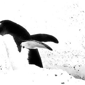 Gentoo penguin by Stefan van Dongen