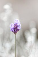 Lavendel
