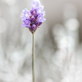 Lavender by ThograPictures