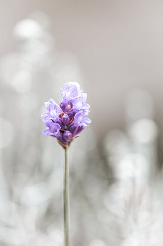 Lavendel