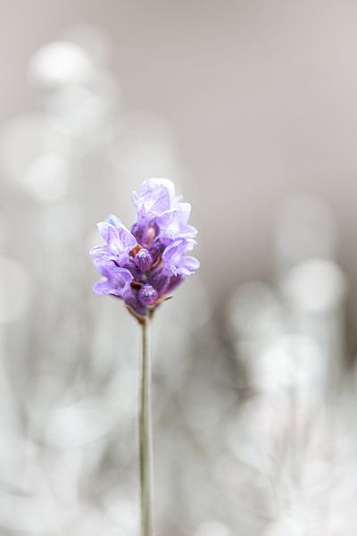 Lavender by ThograPictures