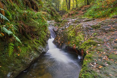 Ninglinspo in de herfst