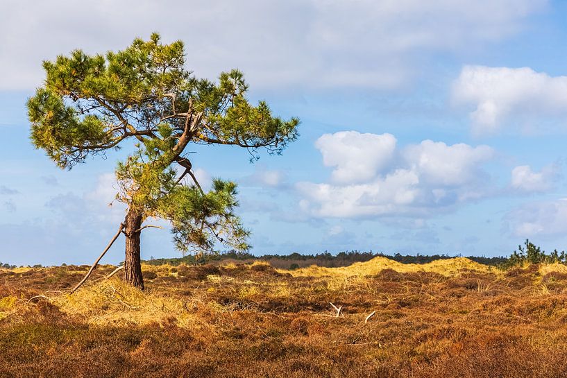 Lonely tree on Vlieland by Henk Meijer Photography
