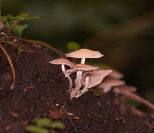 Pilze im Dunkeln