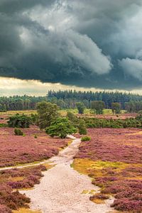 Blooming Heather plants in Heathland landscape during summer