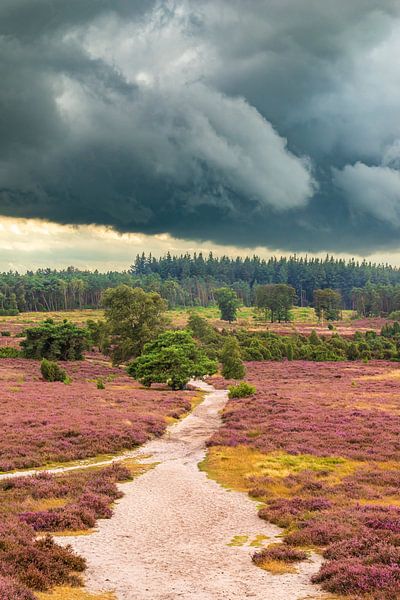 Blooming Heather plants in Heathland landscape during summer by Sjoerd van der Wal Photography