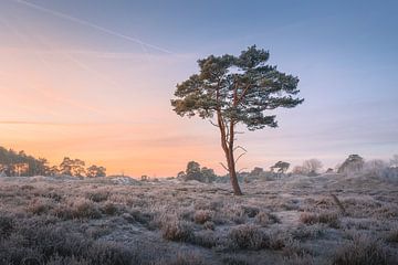 Landschapsfoto met dennenboom en zonsopkomst | Heide in de winter van Marijn Alons