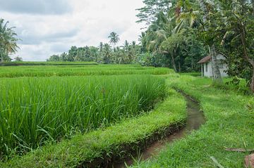 Ubud Bali Paddy van Richard Wareham