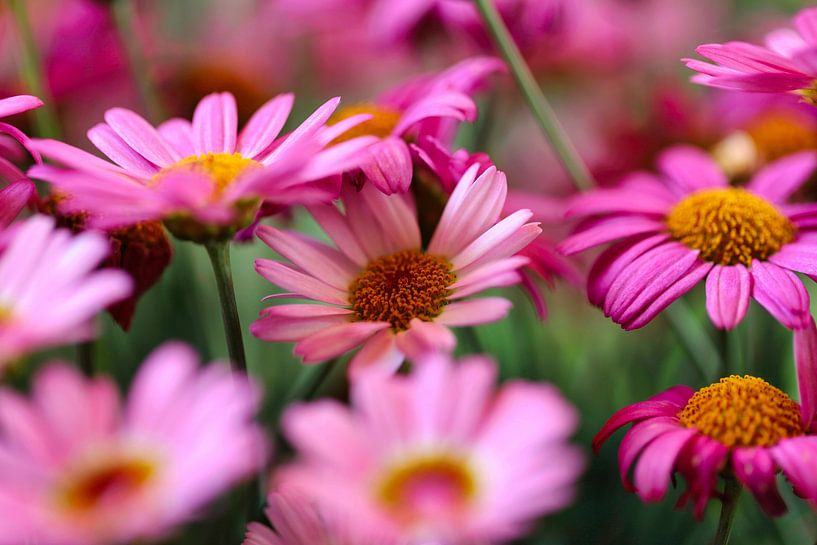 Spanish daisy by Ilja Kelders