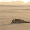 Seal on Ameland by SusanneV