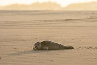 Seal on Ameland