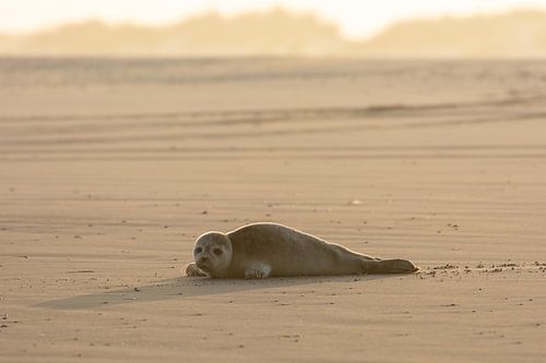 Zeehond op Ameland