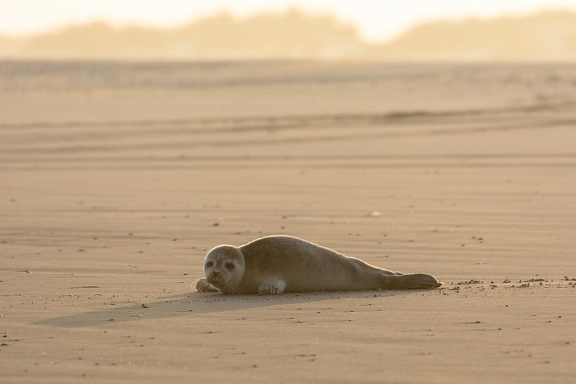 Seal on Ameland by SusanneV