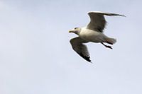 Gull