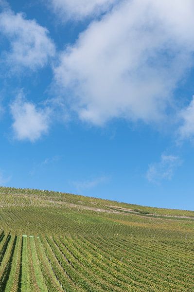 Grapevines in Luxembourg by Richard Wareham