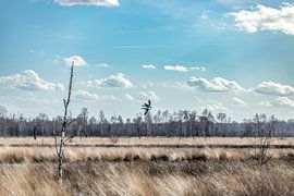 Dance of the geese by Nicole Schmidt
