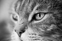 Hunter's eye
