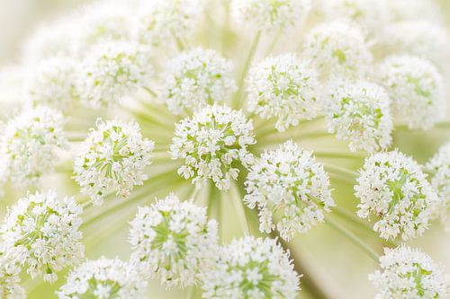 Flower fountain - closeup photo of flowers