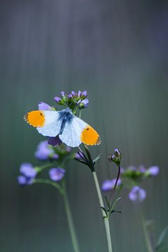 La pointe orange sur Danny Slijfer Natuurfotografie