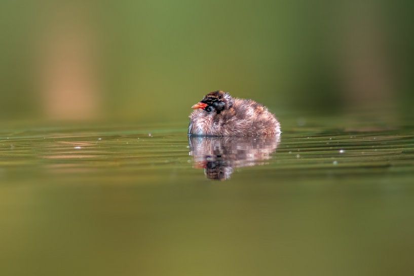 Little Grebe on a pond by Mario Plechaty Photography