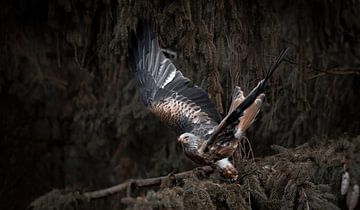 Roofvogel van Maurice Cobben