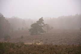 Two Trees in the Morning Mist by Vague & Form